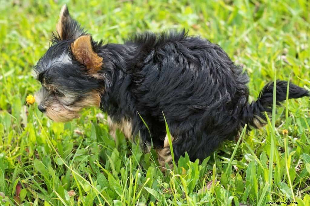 Significato e simbolismo del sogno di cacca di cane 