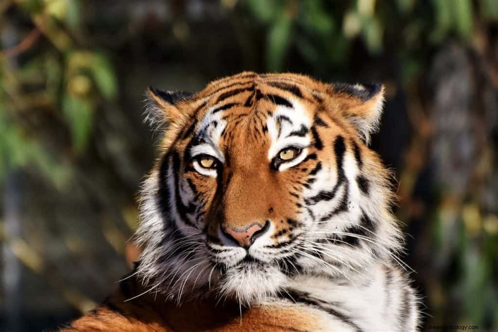Tigers drömmening och symbolik 