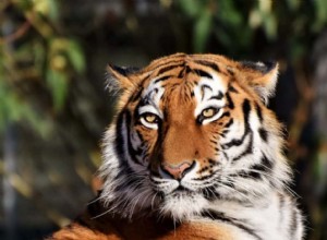 Signification et symbolisme des rêves de tigres 