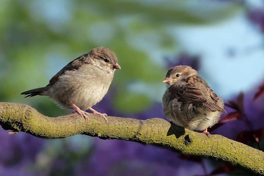 Significado y Simbolismo de Soñar con Aves 