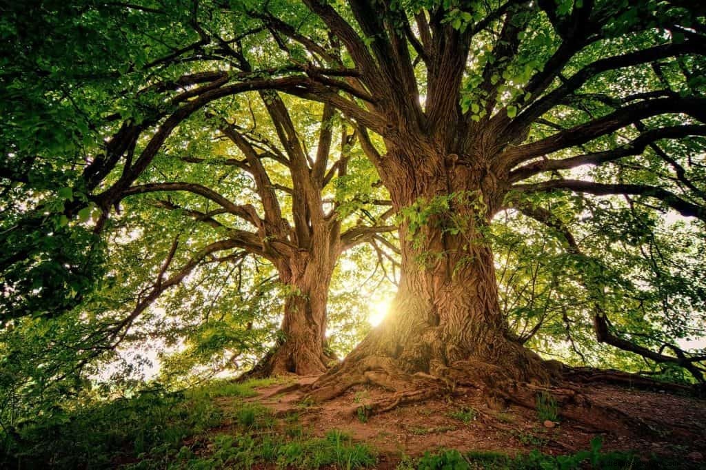 Bomen Droom Betekenis en Symboliek 