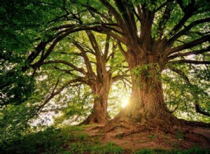 木の夢の意味と象徴性 