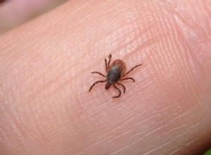 Lusdrømmens betydning og symbolik 