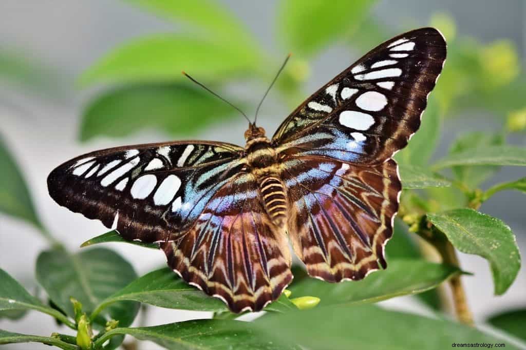 Significato e simbolismo dei sogni delle farfalle 