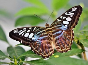 蝶の夢の意味と象徴性 