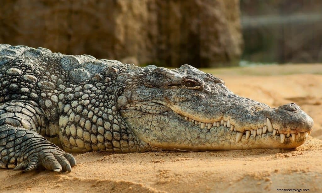 Krokodiller drømmebetydning og symbolik 