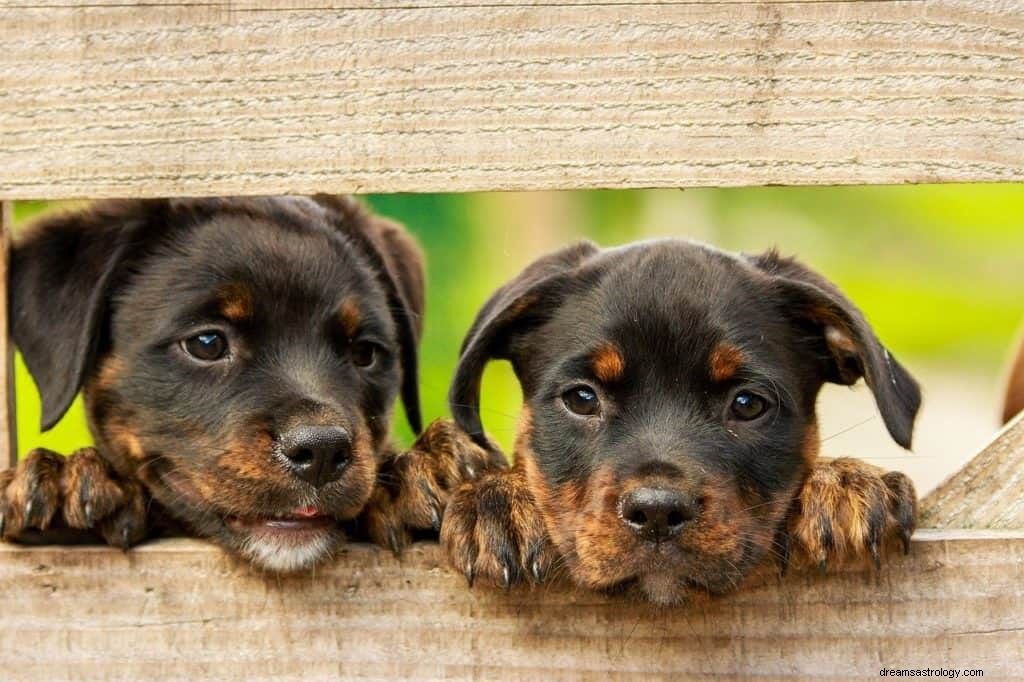 Pups dromen betekenis en symboliek 