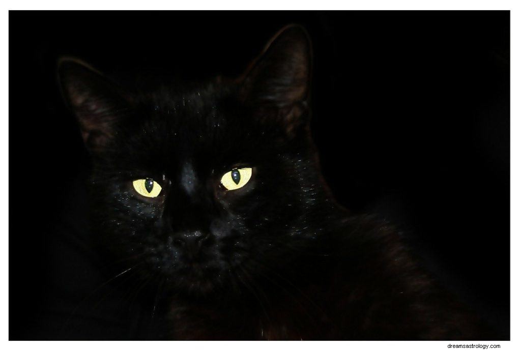 Significado y Simbolismo de Soñar con Gato Negro 