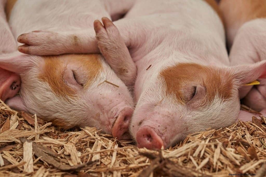 Varkens dromen betekenis en symboliek 