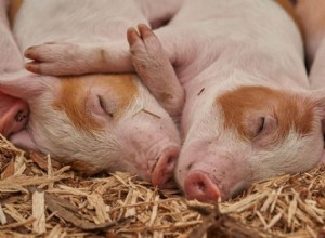 Significado y Simbolismo de Soñar con Cerdos 