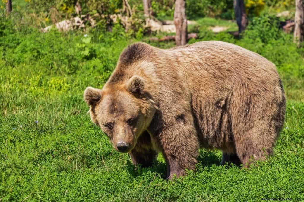 クマの夢の意味と象徴性 