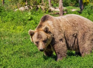 Signification et symbolisme des rêves d ours 