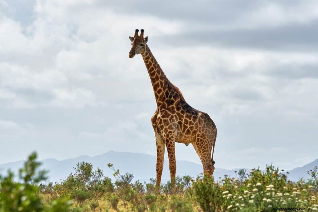 Giraffe drömmening och symbolik 