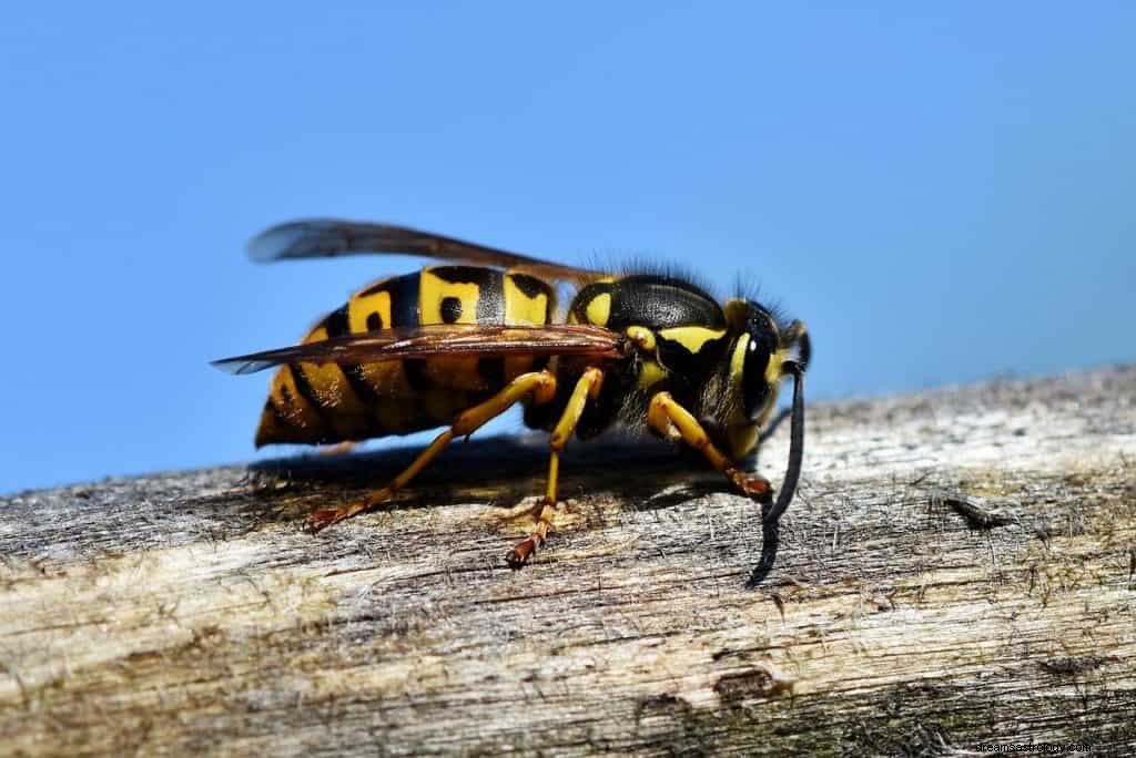 Wespen träumen Bedeutung und Symbolik 