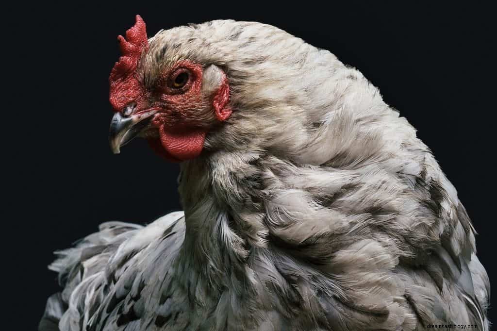 Znaczenie i symbolika kurczaka 