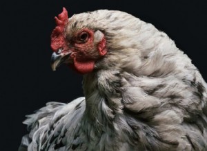 鶏の意味と象徴性 