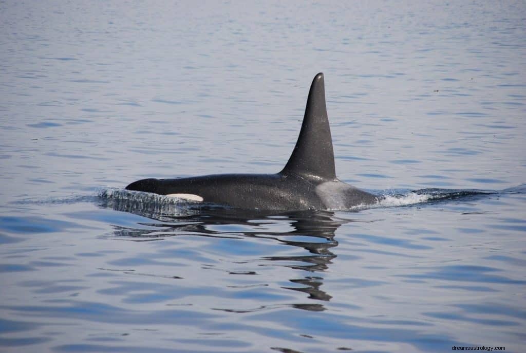 O significado e o simbolismo dos sonhos com baleias assassinas 
