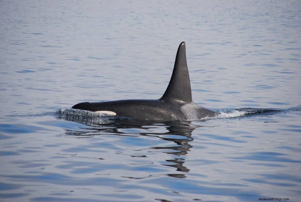 Orka s dromen betekenis en symboliek 