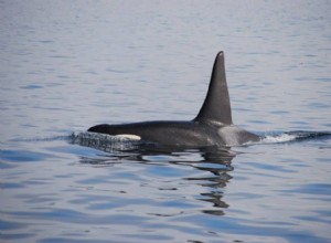 Significado y Simbolismo de Soñar con Ballenas Asesinas 