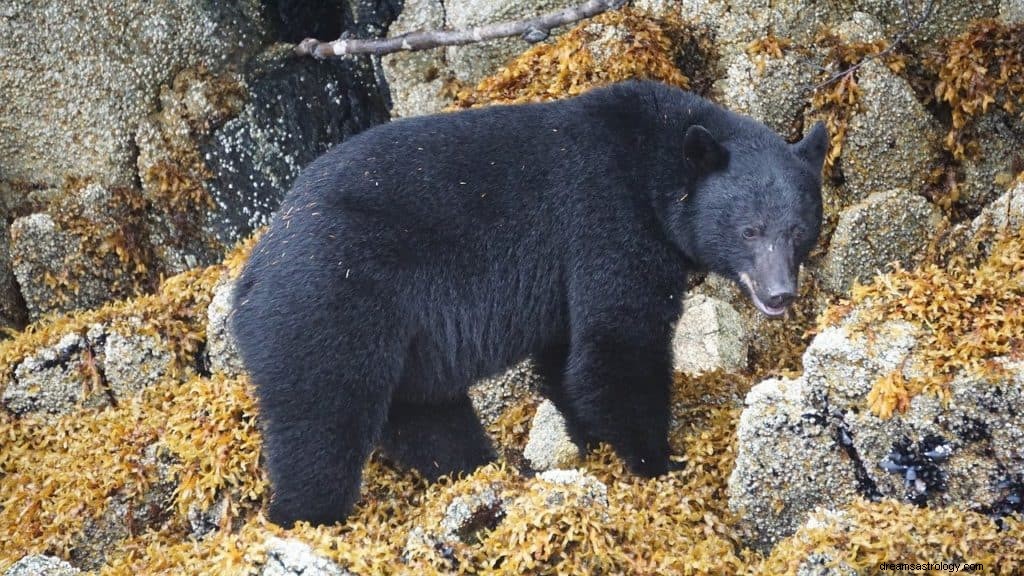 Significado e simbolismo do sonho do urso preto 