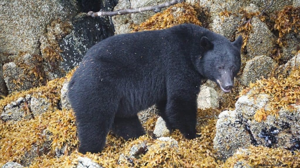 ツキノワグマの夢の意味と象徴性 