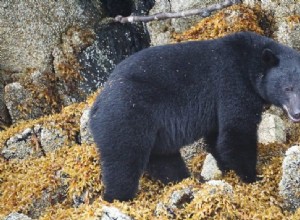 Signification et symbolisme du rêve d ours noir 