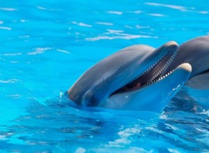 Signification et symbolisme des rêves de dauphins 