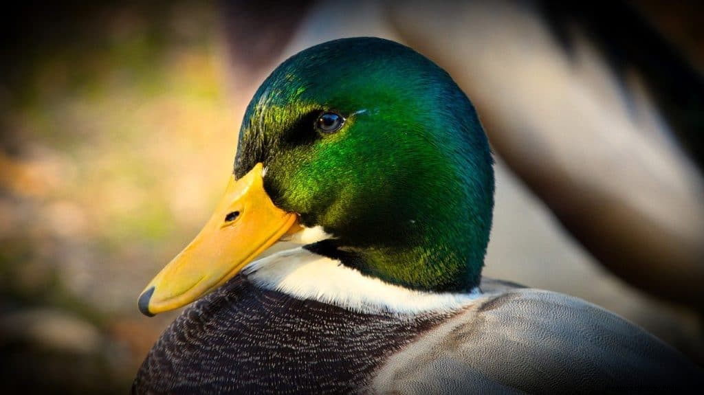 Duck Dream Betydning og Symbolik 