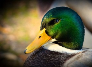 Signification et symbolisme du rêve de canard 