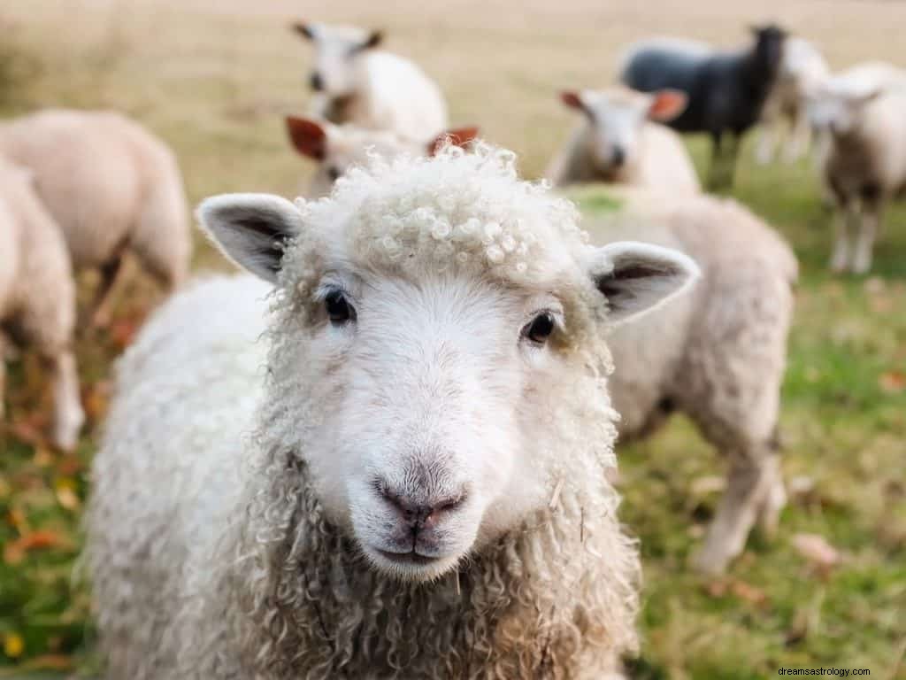 Schapen Droom Betekenis en symboliek 