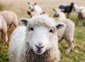 羊の夢の意味と象徴性 
