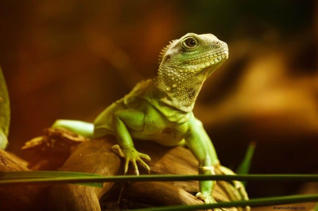 Significado e simbolismo dos sonhos com lagarto 