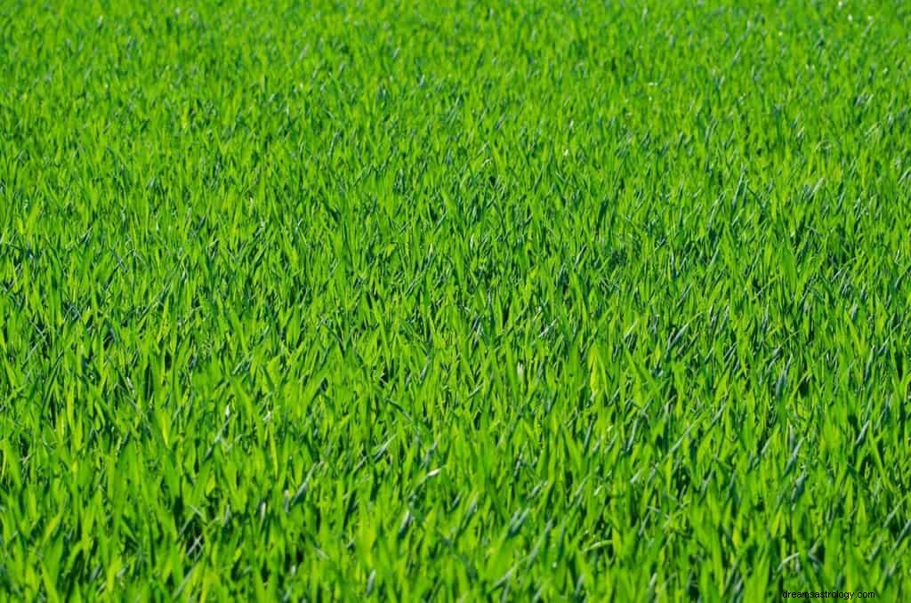 Grass Dream Význam a symbolika 