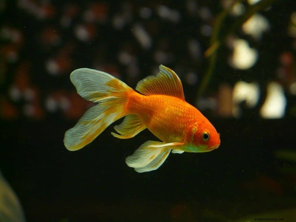 金魚の夢の意味と象徴性 