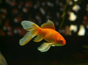 Význam a symbolika snu zlaté rybky 