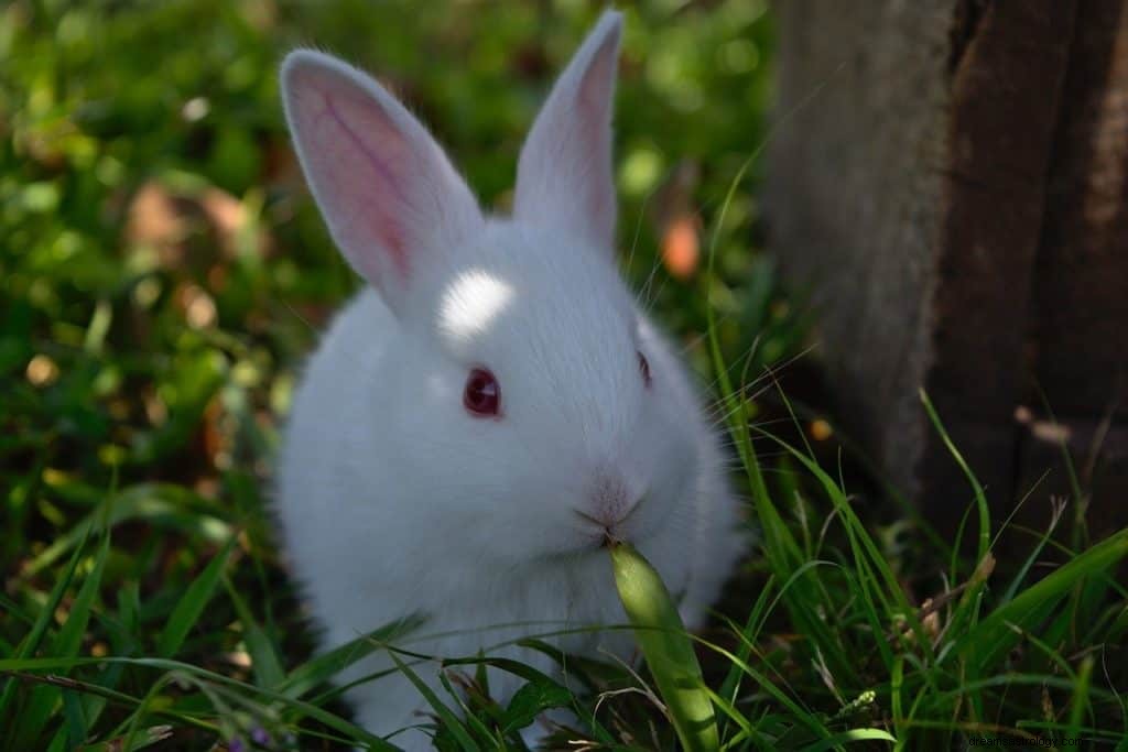 Significato e simbolismo dei sogni dei conigli 