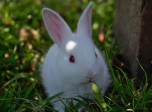 Význam a symbolika snů králíků 