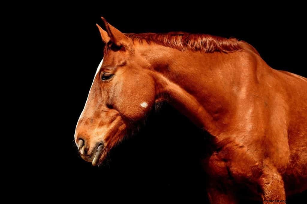 Significado y Simbolismo de Soñar con Caballo Marrón 