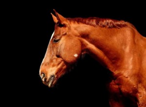 Significado y Simbolismo de Soñar con Caballo Marrón 