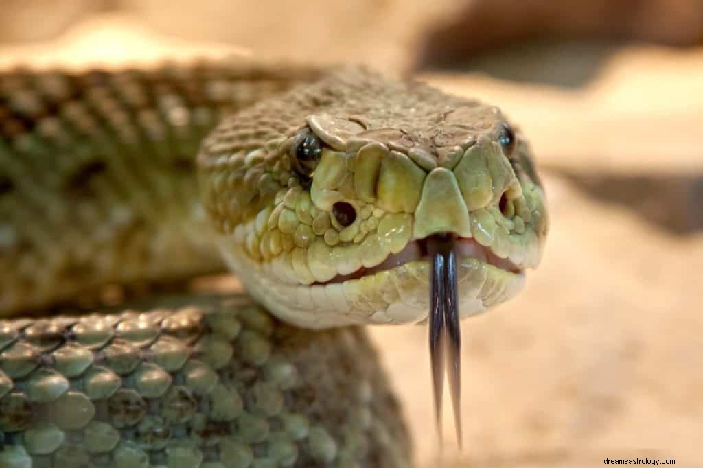 Rattlesnakes Dream Betydning og Symbolik 
