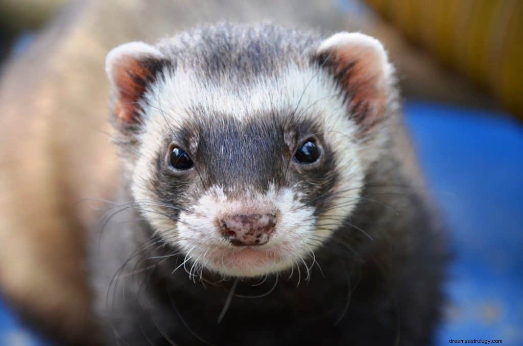 Arti Mimpi Musang dan Simbolisme 