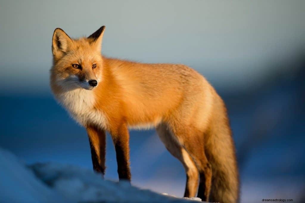 Fox Dream Bedeutung und Symbolik 