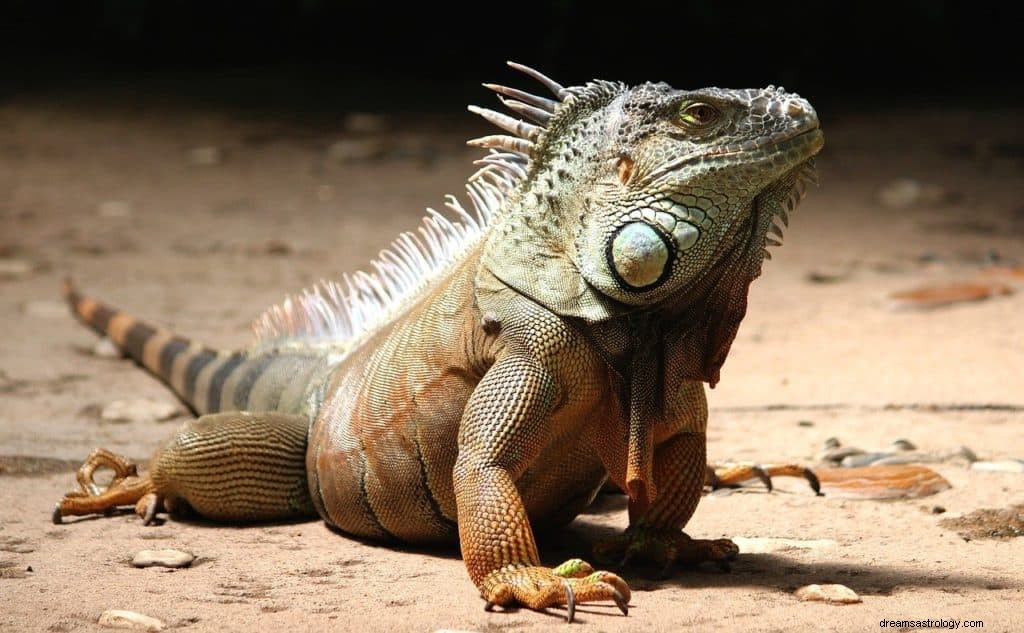 Iguana-drøms betydning og symbolik 