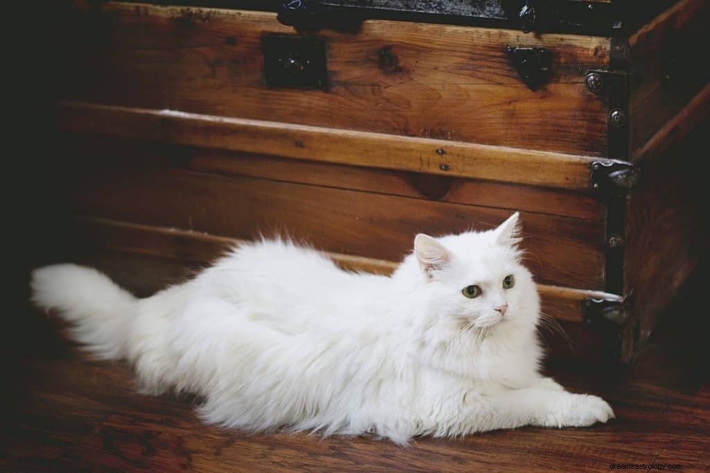White Cat Dream Betydning og Symbolik 