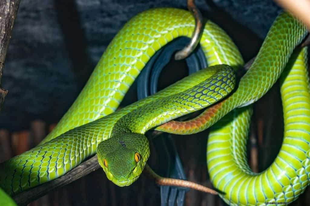 Green Snake Dream Bedeutung und Symbolik 