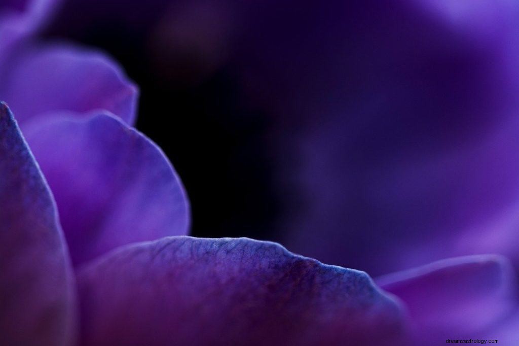 Violett drömmening och symbolik 