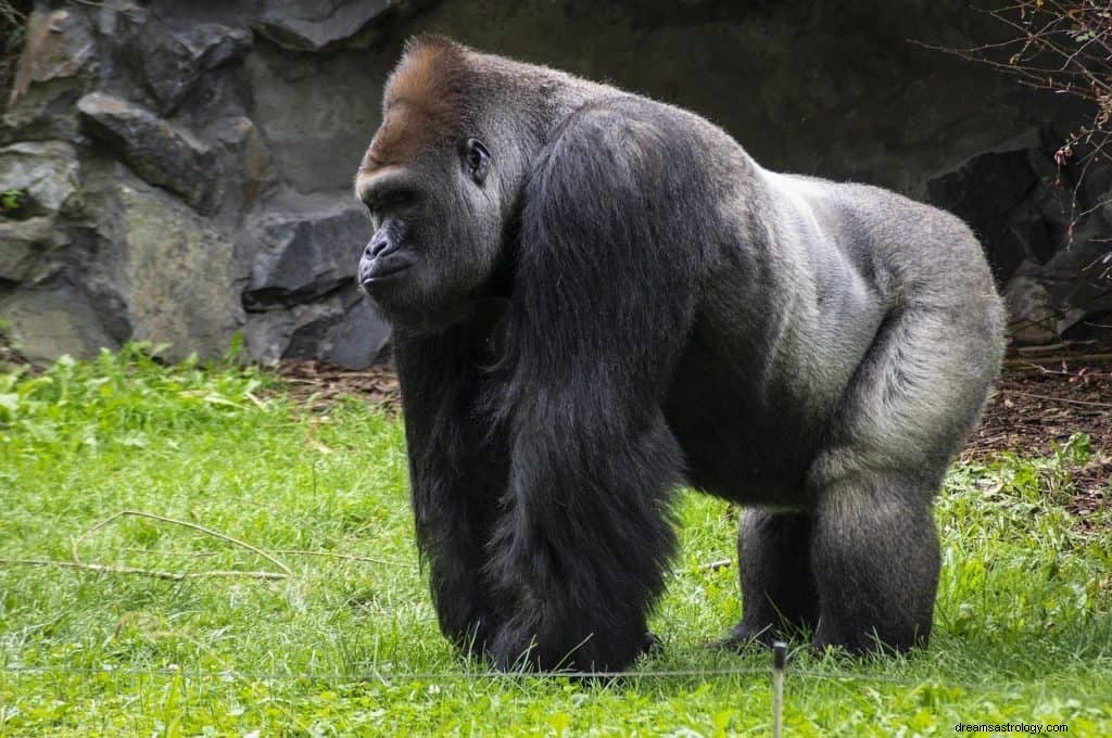 Gorilla drøm betydning og symbolik 