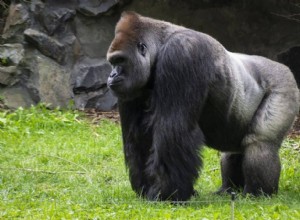 Gorilla drömmening och symbolik 