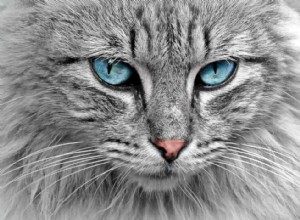 Significado e simbolismo dos sonhos com gatos 