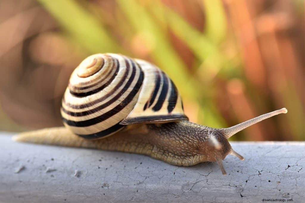 Arti Mimpi Siput dan Simbolnya 